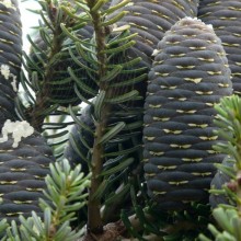 Abies koreana