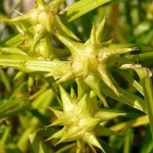 Carex grayi