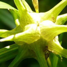 Carex grayi