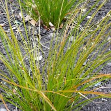 Carex testacea 'Prairie Fair'