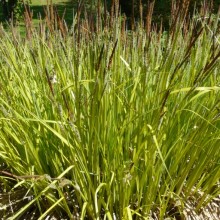 Carex elata 'Aureovariegata'