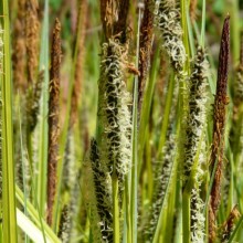 Carex elata 'Aureovariegata'