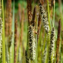 Carex elata 'Aureovariegata'