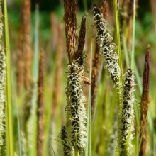 Carex elata 'Aureovariegata'