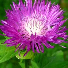 Centaurea