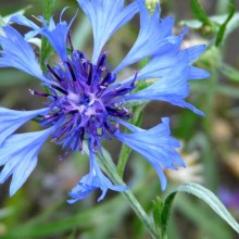 Centaurea cyanus