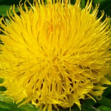 Centaurea macrocephala
