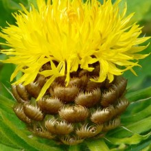 Centaurea macrocephala 