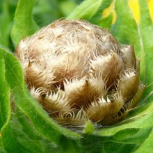 Centaurea macrocephala
