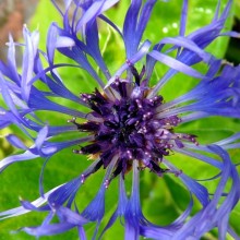 Centaurea montana