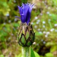 Centaurea montana