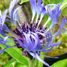Centaurea montana