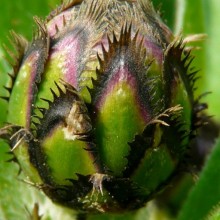 Centaurea montana