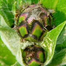 Centaurea montana