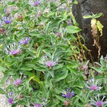Centaurea triumfettii 