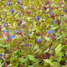 Ceratostigma plumbaginoides