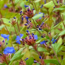 Ceratostigma plumbaginoides