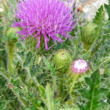 Cirsium acaule