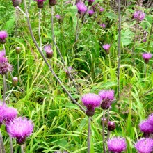 Cirsium palustre   