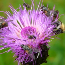 Cirsium palustre   