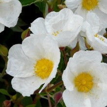 Cistus laurifolius