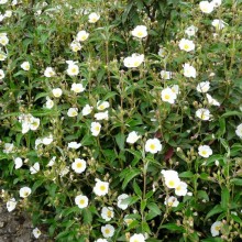 Cistus laurifolius