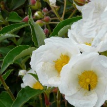 Cistus laurifolius