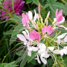 Cleome hassleriana