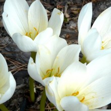 Colchicum autumnale