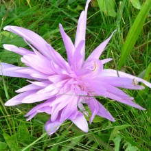 Colchicum
