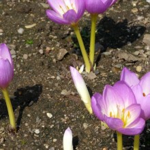 Colchicum