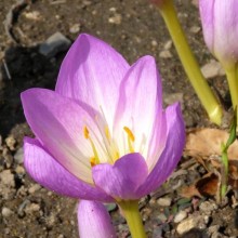 Colchicum