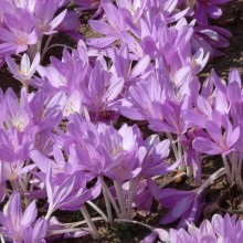 Colchicum autumnale