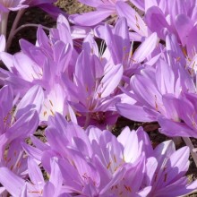 Colchicum