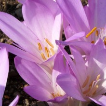 Colchicum byzantinum