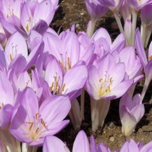 Colchicum byzantinum