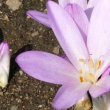 Colchicum laetum