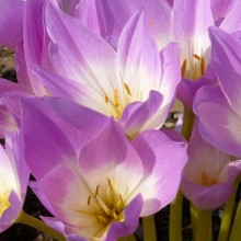 Colchicum neapolitanum