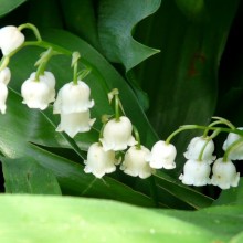 Convallaria majalis