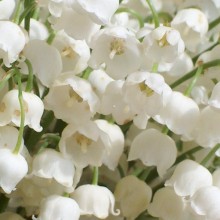 Convallaria majalis