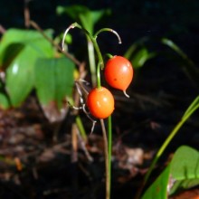 Convallaria majalis