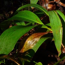 Convallaria majalis