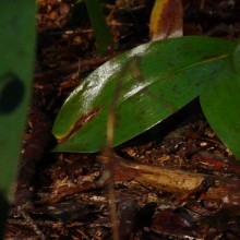 Convallaria majalis