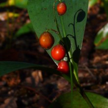 Convallaria majalis