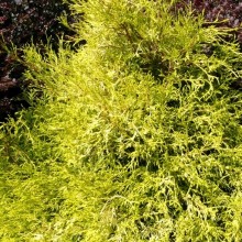Chamaecyparis pisifera 'Filifera Aurea'