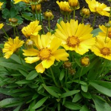 Coreopsis