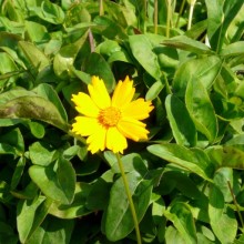Coreopsis auriculata 'Nana'