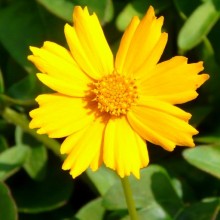 Coreopsis auriculata 'Nana'