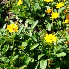 Coreopsis auriculata 'Nana'
