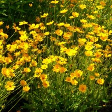 Coreopsis grandiflora 'Christchurch'